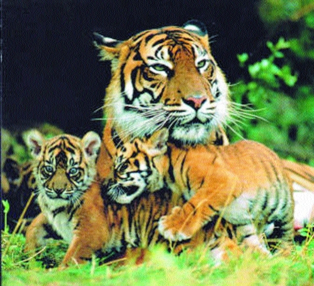 Tigress and Cubs